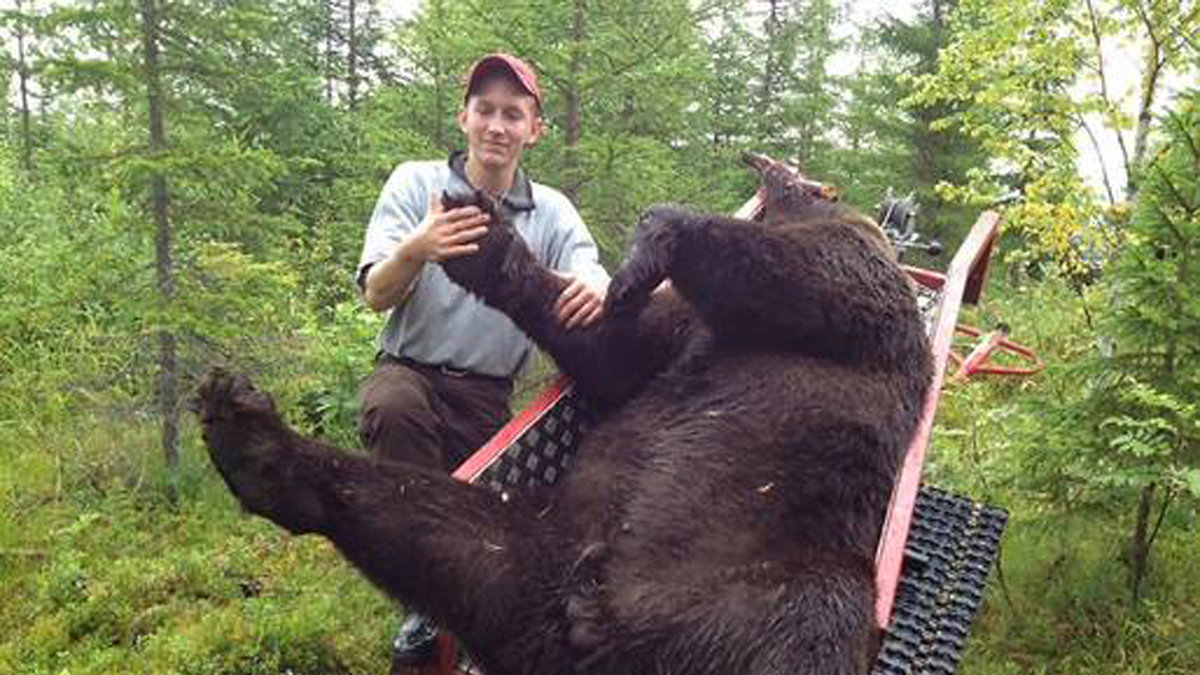 Tre skott krävdes för att fälla björnen på 280 kilo. 